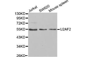 Western blot analysis of extracts of various cell lines, using U2AF2 antibody (ABIN5971000) at 1/1000 dilution. (U2AF2 antibody)