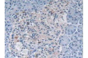 IHC-P analysis of Human Pancreas Tissue, with DAB staining. (MSTN antibody  (AA 266-375))
