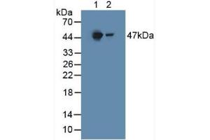 Figure. (HGD antibody  (AA 190-429))