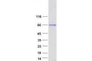 Validation with Western Blot (ISM1 Protein (Myc-DYKDDDDK Tag))