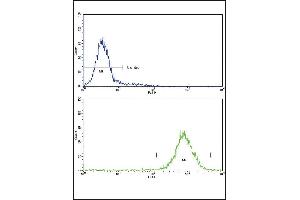 Flow cytometric analysis of K562 cells using MDH2 Antibody (Center)(bottom histogram) compared to a negative control cell (top histogram)FITC-conjugated goat-anti-rabbit secondary antibodies were used for the analysis. (MDH2 antibody  (AA 86-115))