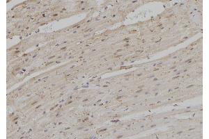 ABIN6264856 and ABIN6279037 at 1/100 staining Rat heart tissue by IHC-P. (RPS3A antibody  (C-Term))