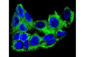 Confocal immunofluorescent analysis of ACADM antibody with HepG2 cells followed by Alexa Fluor 488-conjugated goat anti-rabbit lgG (green). (Medium-Chain Specific Acyl-CoA Dehydrogenase, Mitochondrial (MCAD) (AA 189-217) antibody)