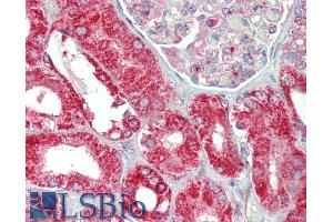 ABIN571117 (5µg/ml) staining of paraffin embedded Human Kidney. (CHCHD3 antibody  (AA 151-164))
