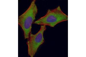 Immunofluorescent analysis of 4 % paraformaldehyde-fixed, 0. (SLC7A5 antibody  (AA 15-45))