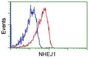 Image no. 2 for anti-Nonhomologous End-Joining Factor 1 (NHEJ1) antibody (ABIN1499730) (NHEJ1 antibody)