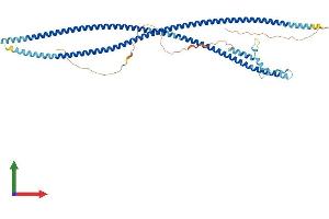 AlphaFold protein structure predicition of Mouse Recombinant Bbof1 Protein, UniprotID Q3V079 (C14orf45 Protein (AA 1-533) (His tag))