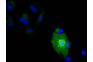 Anti-IL1F6 mouse monoclonal antibody (ABIN2453185) immunofluorescent staining of COS7 cells transiently transfected by pCMV6-ENTRY IL1F6 (RC219328). (IL36A/IL1F6 antibody)