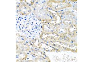 Immunohistochemistry of paraffin-embedded rat kidney using OGFR antibody (ABIN5974255) at dilution of 1/100 (40x lens). (OGFR antibody)