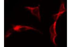 ABIN6274628 staining Hela cells by IF/ICC. (COL25A1 antibody  (N-Term))