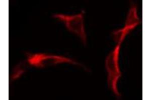 ABIN6274628 staining Hela cells by IF/ICC. (COL25A1 antibody  (N-Term))