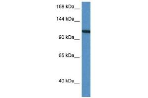 Western Blot showing VCL antibody used at a concentration of 1 ug/ml against HepG2 Cell Lysate (Vinculin antibody  (C-Term))