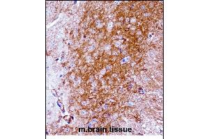Mouse Ntrk2 Antibody (Center) ((ABIN657851 and ABIN2846812))immunohistochemistry analysis in formalin fixed and paraffin embedded mouse brain tissue followed by peroxidase conjugation of the secondary antibody and DAB staining. (TRKB antibody  (AA 343-372))