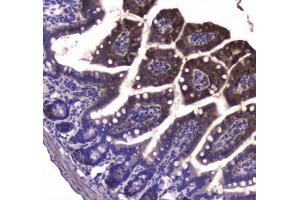 IHC testing of FFPE mouse small intestine tissue with GDA antibody at 1ug/ml. (GDA antibody)