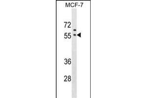 GORASP1 Antibody (Center) (ABIN1538688 and ABIN2849504) western blot analysis in MCF-7 cell line lysates (35 μg/lane). (GORASP1 antibody  (AA 91-119))