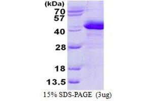 Image no. 1 for Prostaglandin Reductase 2 (PTGR2) protein (His tag) (ABIN1098255) (PTGR2 Protein (His tag))