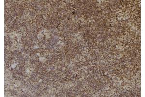 ABIN6274965 at 1/100 staining Mouse spleen tissue by IHC-P.