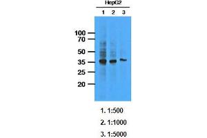 Western Blotting (WB) image for anti-AKR1C1 / DHH1 antibody (ABIN614310) (AKR1C1 / DHH1 antibody)