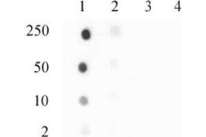 Histone H3.