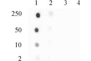 Histone H3. (Histone H3.3 antibody  (pSer31))