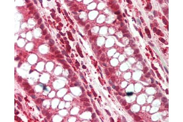 SNAI3 antibody  (N-Term)