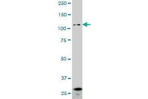 PCDHGA2 monoclonal antibody (M01A), clone 2A7. (PCDHGA2 antibody  (AA 223-331))