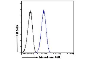 (ABIN570827) Flow cytometric analysis of paraformaldehyde fixed HeLa cells (blue line), permeabilized with 0. (IKZF4 antibody  (Internal Region))