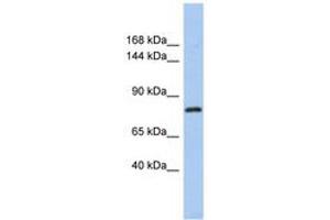 Image no. 1 for anti-Kelch-Like 32 (KLHL32) (C-Term) antibody (ABIN6741138) (KLHL32 antibody  (C-Term))