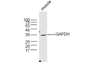 Mouse muscle lysates probed with Rabbit Anti-GAPDH Polyclonal Antibody  at 1:300 overnight at 4˚C.