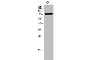 Western Blot analysis of KB cells using FSHR Polyclonal Antibody (FSHR antibody  (Internal Region))