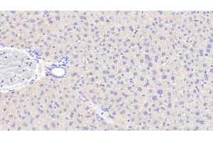 Detection of ANGPTL6 in Mouse Liver Tissue using Polyclonal Antibody to Angiopoietin Like Protein 6 (ANGPTL6) (ANGPTL6 antibody  (AA 238-457))