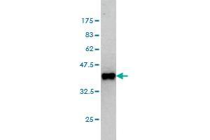 Western Blot detection against Immunogen (36. (GPS2 antibody  (AA 228-327))