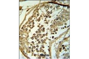 C19orf18 Antibody (Center) (ABIN653783 and ABIN2843070) IHC analysis in formalin fixed and paraffin embedded testis tissue followed by peroxidase conjugation of the secondary antibody and DAB staining. (C19orf18 antibody  (AA 140-168))