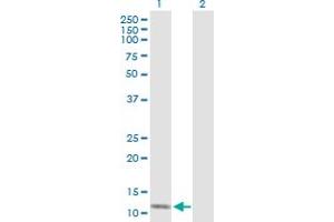 Western Blot analysis of SH2D1B expression in transfected 293T cell line by SH2D1B MaxPab polyclonal antibody. (SH2D1B antibody  (AA 1-132))