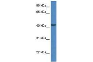 Image no. 1 for anti-Calcium Binding Protein 39-Like (CAB39L) (AA 51-100) antibody (ABIN6746902) (CAB39L antibody  (AA 51-100))