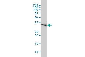 CCNH monoclonal antibody (M01), clone 1B8 Western Blot analysis of CCNH expression in HeLa . (Cyclin H antibody  (AA 1-110))