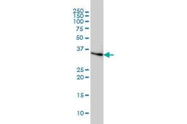 Cyclin H antibody  (AA 1-110)