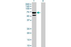 Western Blot analysis of CLUL1 expression in transfected 293T cell line by CLUL1 MaxPab polyclonal antibody. (CLUL1 antibody  (AA 1-466))