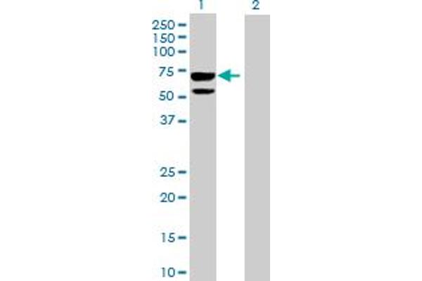 CLUL1 anticorps  (AA 1-466)