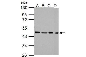 Western Blotting (WB) image for anti-Flap Structure-Specific Endonuclease 1 (FEN1) antibody (ABIN2855166)