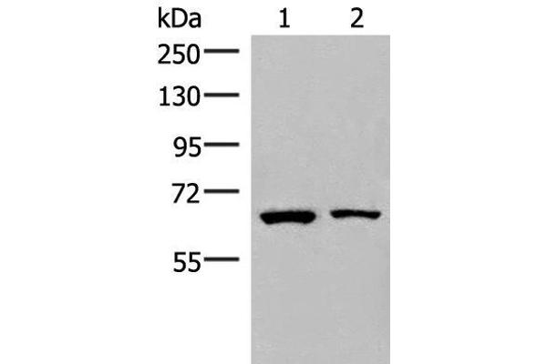 ZNF85 antibody