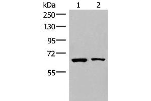 Western blot analysis of Raji and PC3 cell lysates using ZNF85 Polyclonal Antibody at dilution of 1:400 (ZNF85 antibody)