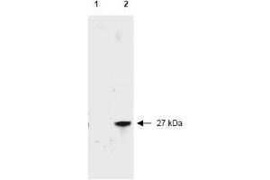 Image no. 1 for anti-Red Fluorescent Protein (RFP) antibody (Biotin) (ABIN401226) (RFP antibody  (Biotin))
