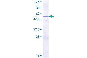CYB5R2 Protein (AA 1-237) (GST tag)