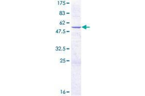 CYB5R2 Protein (AA 1-237) (GST tag)