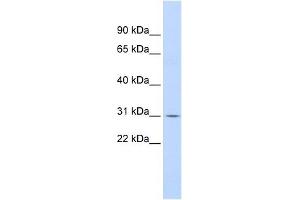 NFKBIA antibody (70R-10440) used at 0.
