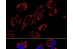 Confocal immunofluorescence analysis of U2OS cells using MRPS31 Polyclonal Antibody at dilution of 1:200. (MRPS31 antibody)