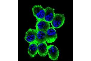 Immunofluorescence (IF) image for anti-Myelin Basic Protein (MBP) antibody (ABIN2938805) (MBP antibody)