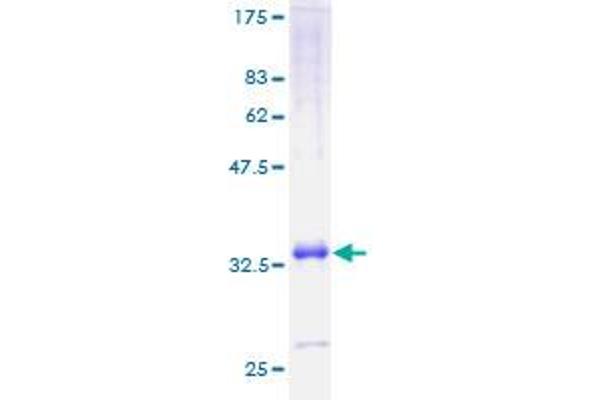 CXCL11 Protein (AA 1-94) (GST tag)