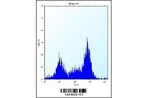 Flow cytometric analysis of Neuro-2a cells (right histogram) compared to a negative control cell (left histogram). (PAK4 antibody  (AA 187-216))